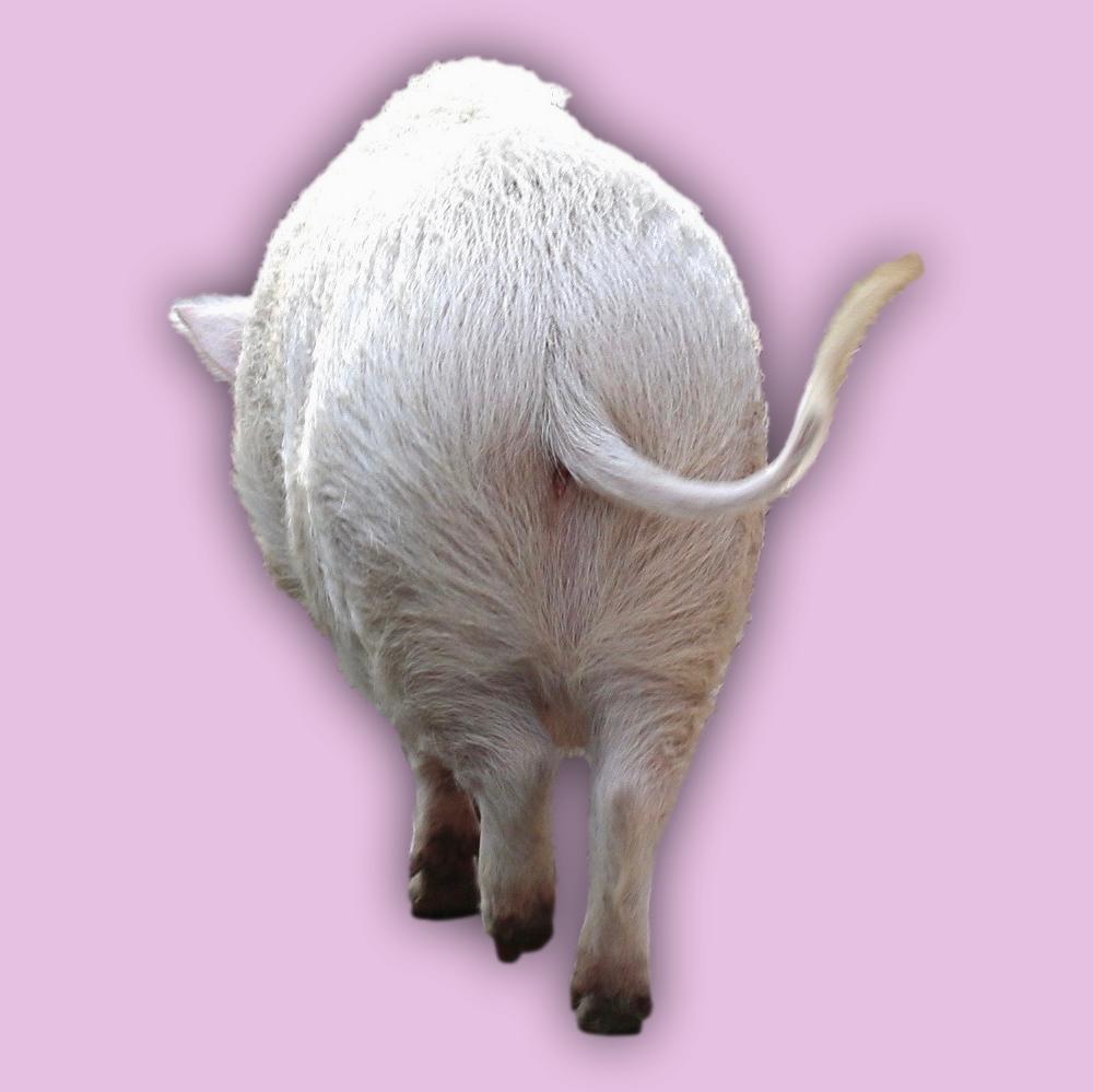 Zip Around Wallet Pig