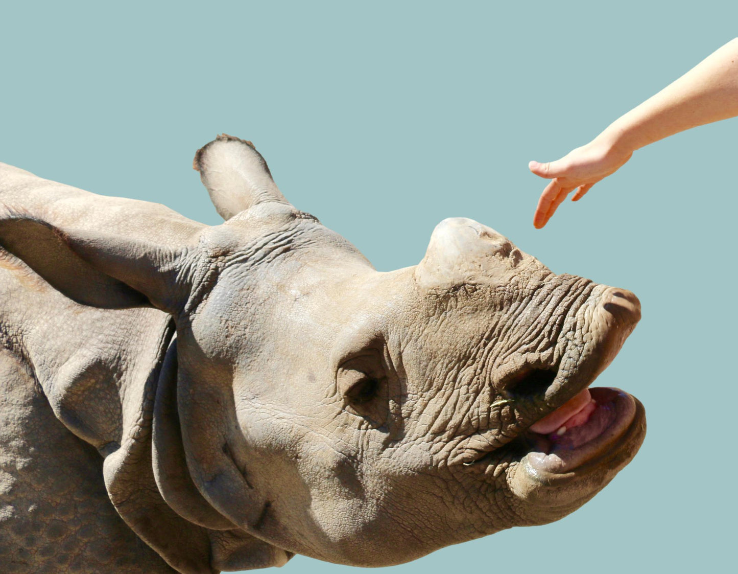 Zip Around Wallet Rhino