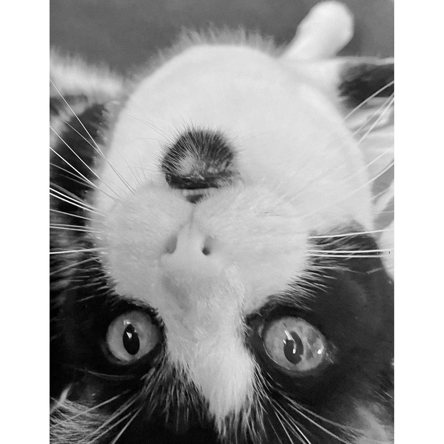 Zip Around Wallet Cat