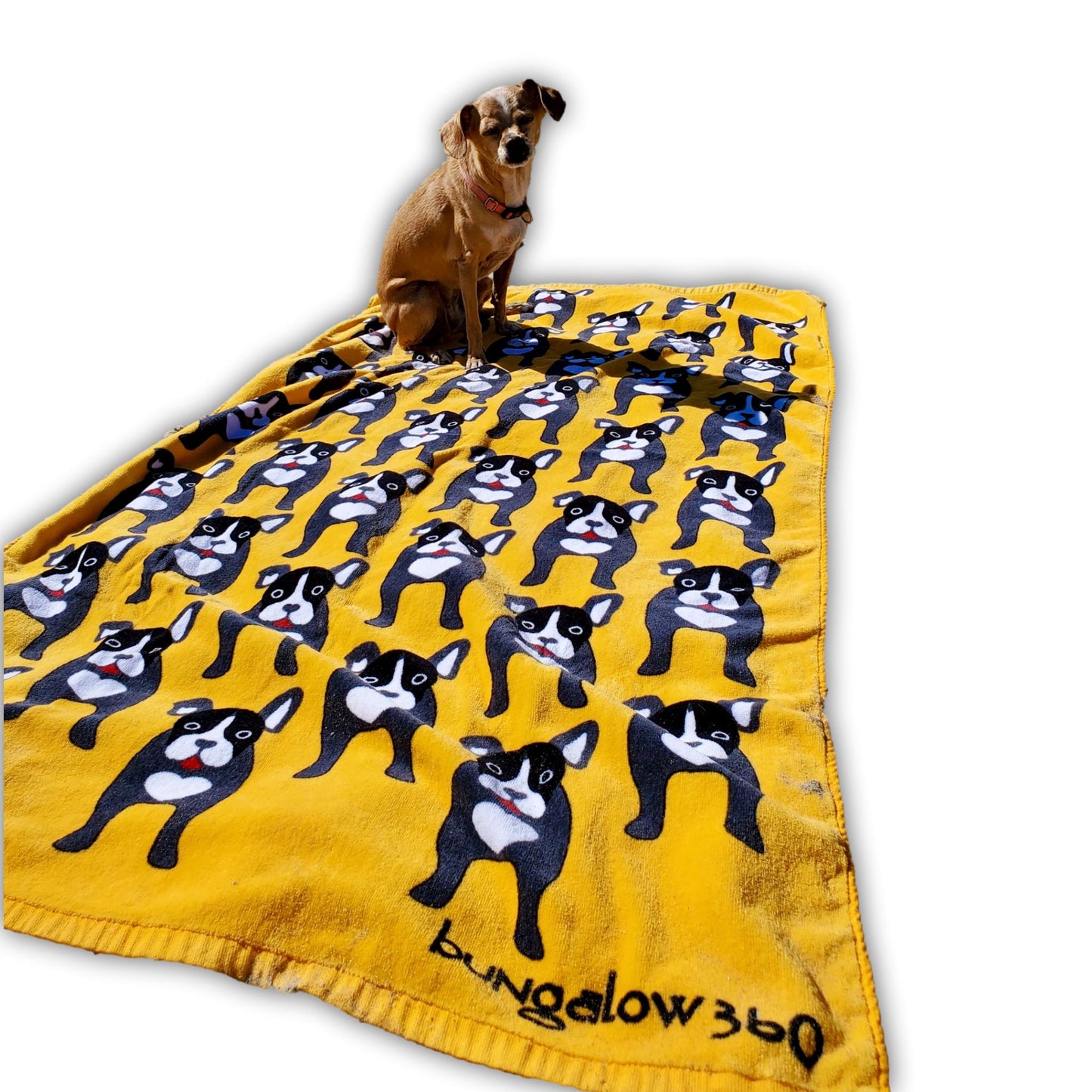 Beach Towel Black Dog