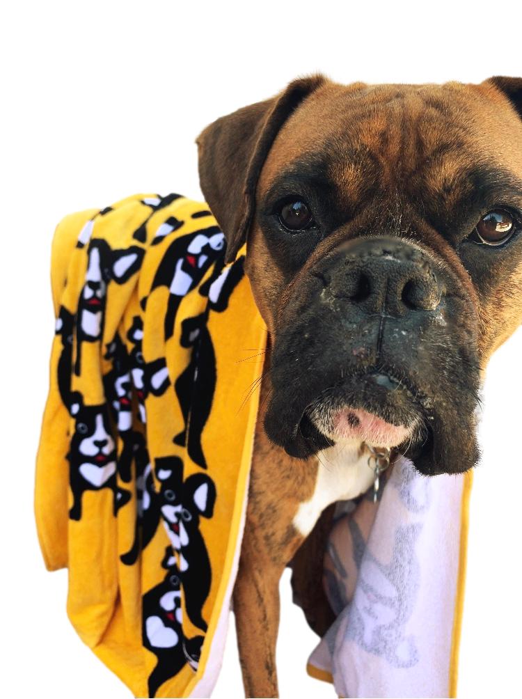 Beach Towel Black Dog